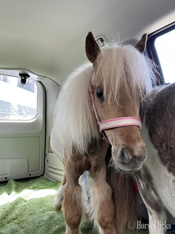 Florida "Chanel " Pinto Filly American Miniature