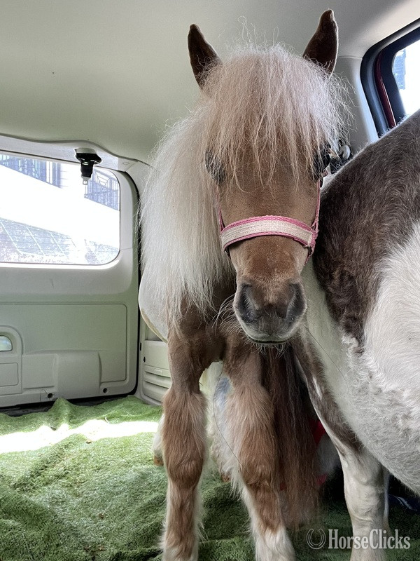 "Chanel " Pinto Filly American Miniature - American Miniature in Florida