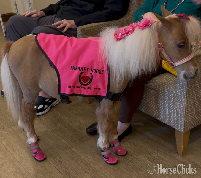 "Chanel " Pinto Filly American Miniature Florida