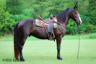 "GARY ALLEN" Black Gelding Morgan