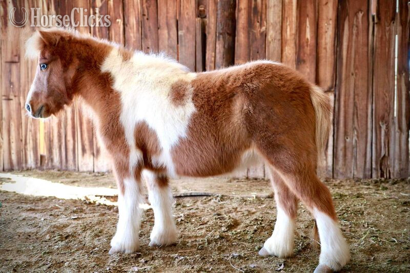 "Peggy Sue" Sorrel Mare Pony in Texas