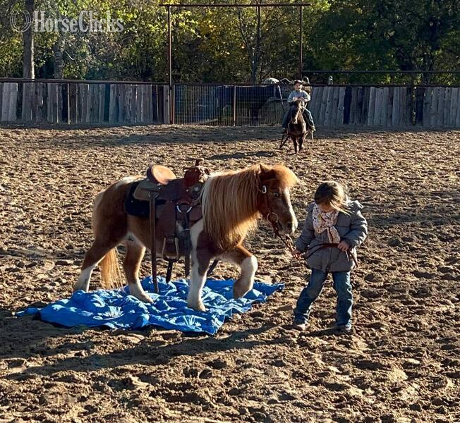 "Peggy Sue" Sorrel Mare Pony