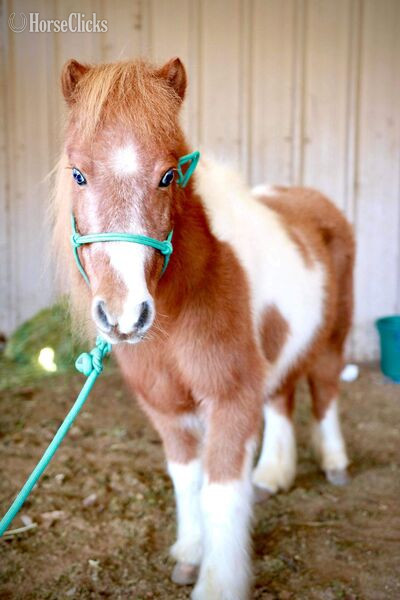 Texas "Peggy Sue" Sorrel Mare Pony