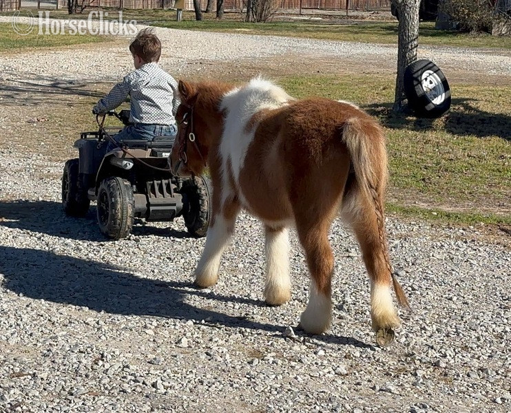 "Peggy Sue" Sorrel Mare Pony Texas