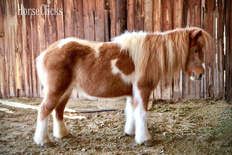 Pony - "Peggy Sue" Sorrel Mare Pony