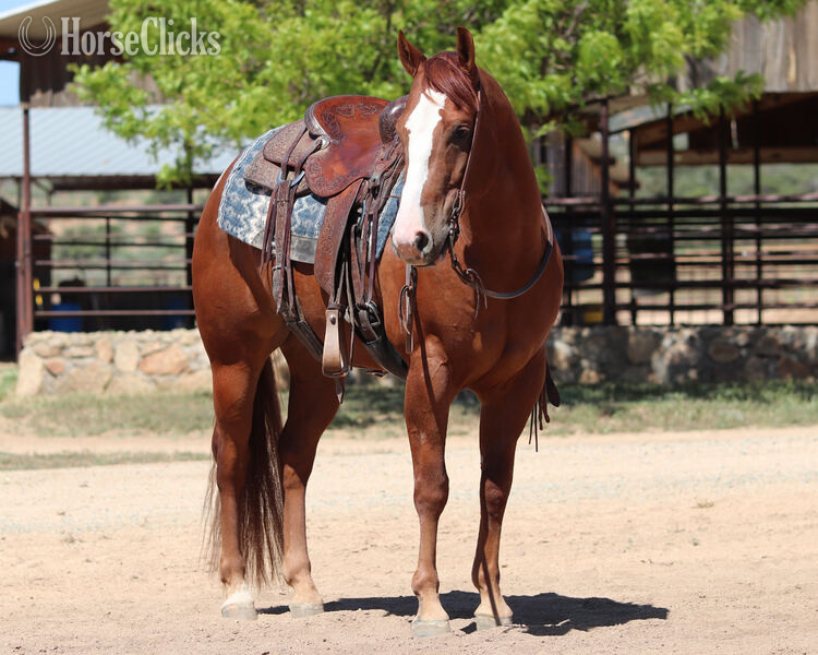 "Lil Ruf Start" Sorrel Gelding Quarter Horse in California