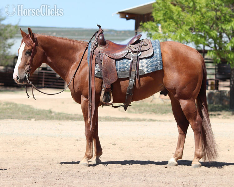 "Lil Ruf Start" Sorrel Gelding Quarter Horse