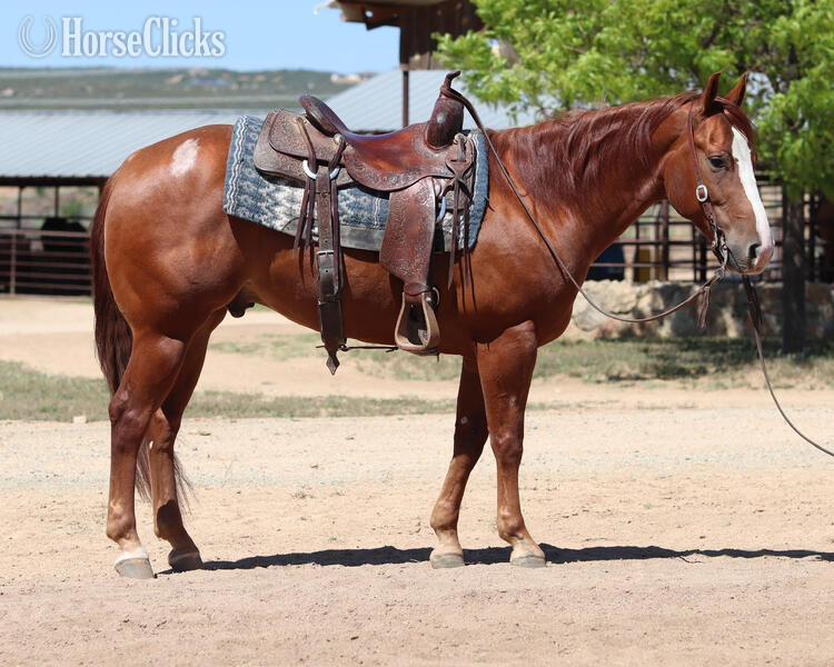 California "Lil Ruf Start" Sorrel Gelding Quarter Horse