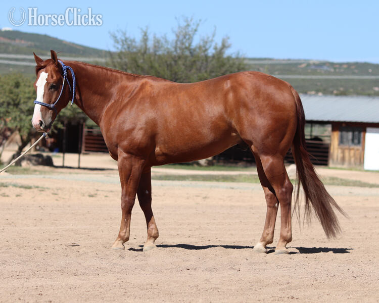 "Lil Ruf Start" Sorrel Gelding Quarter Horse - Quarter Horse in California