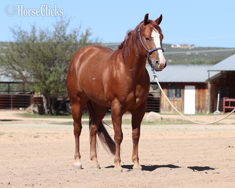 "Lil Ruf Start" Sorrel Gelding Quarter Horse - Quarter Horse
