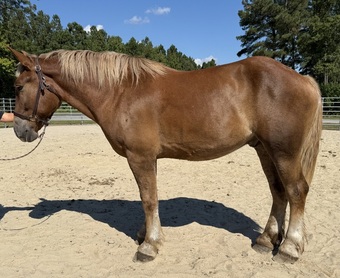 "Belgian" Sorrel Gelding Belgian