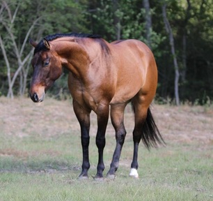 "EINSTEINS VINTAGE" Dun Gelding Quarter Horse