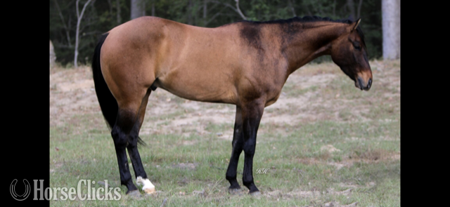 "EINSTEINS VINTAGE" Dun Gelding Quarter Horse