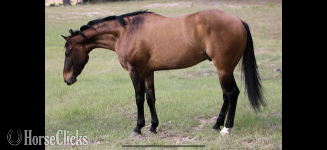 California "EINSTEINS VINTAGE" Dun Gelding Quarter Horse