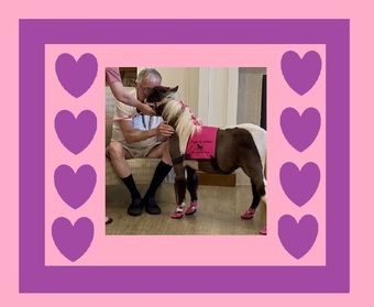 "Charm" Pinto Filly American Miniature