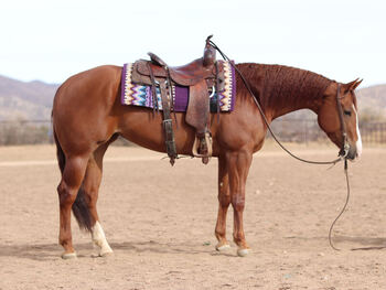 "Victoria" Sorrel Mare Quarter Horse