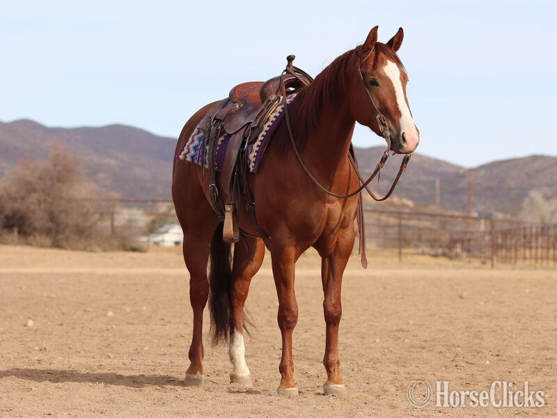 California "Victoria" Sorrel Mare Quarter Horse