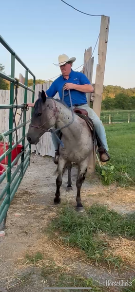 "Hancock Plenty Blue" Blue Roan Gelding Quarter Horse