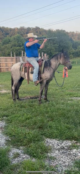 Kentucky "Hancock Plenty Blue" Blue Roan Gelding Quarter Horse