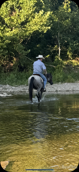 "Hancock Plenty Blue" Blue Roan Gelding Quarter Horse - Quarter Horse in Kentucky