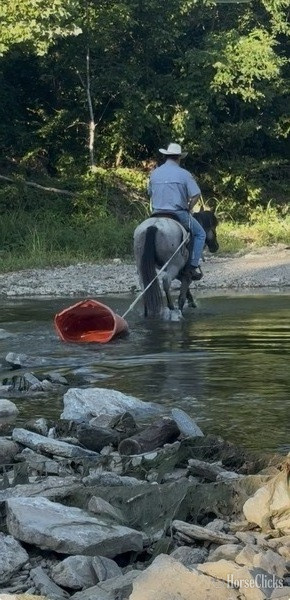 "Hancock Plenty Blue" Blue Roan Gelding Quarter Horse - Quarter Horse
