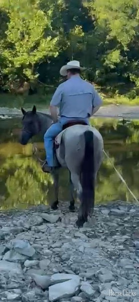 "Hancock Plenty Blue" Blue Roan Gelding Quarter Horse Kentucky