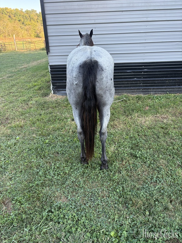 Quarter Horse - "Hancock Plenty Blue" Blue Roan Gelding Quarter Horse in Kentucky