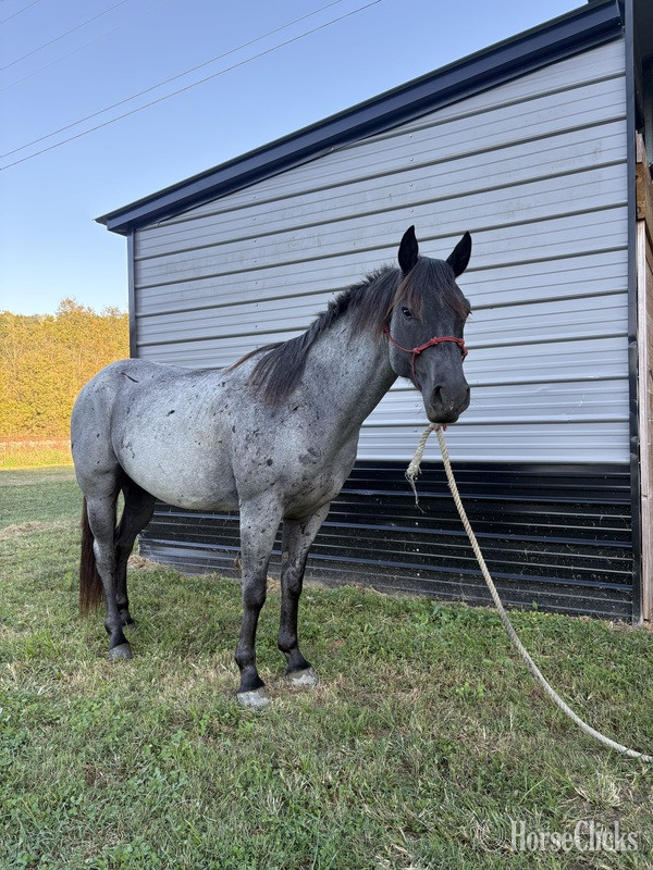 Quarter Horse - "Hancock Plenty Blue" Blue Roan Gelding Quarter Horse