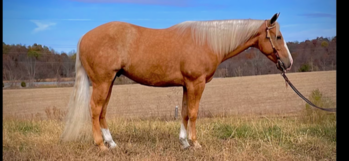 "DEC HIGH BROW MACK" Palomino Gelding Quarter Horse