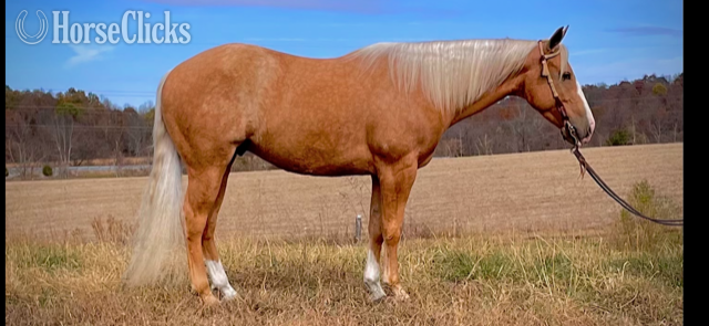 "DEC HIGH BROW MACK" Palomino Gelding Quarter Horse in California