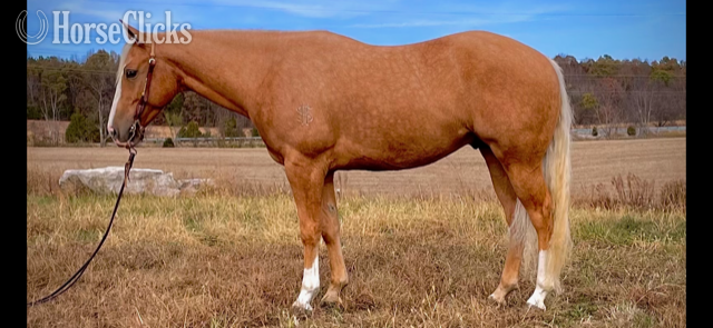 "DEC HIGH BROW MACK" Palomino Gelding Quarter Horse