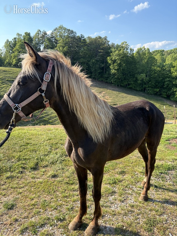 "Moore's Aware Of The Storm " Chocolate Colt Rocky Mountain in Kentucky