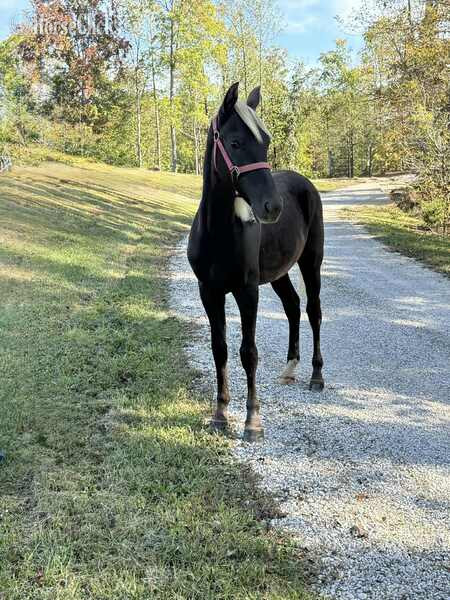 "Moore's Aware Of The Storm " Chocolate Colt Rocky Mountain