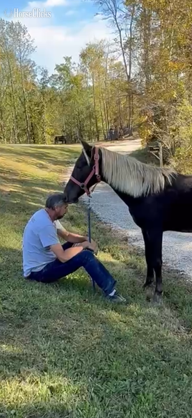 Kentucky "Moore's Aware Of The Storm " Chocolate Colt Rocky Mountain