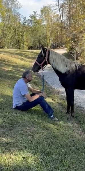 "Moore's Aware Of The Storm " Chocolate Colt Rocky Mountain - Rocky Mountain in Kentucky