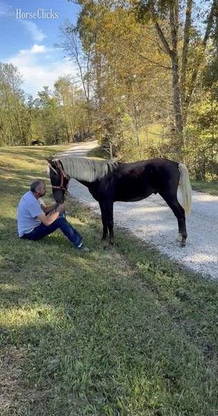 "Moore's Aware Of The Storm " Chocolate Colt Rocky Mountain - Rocky Mountain