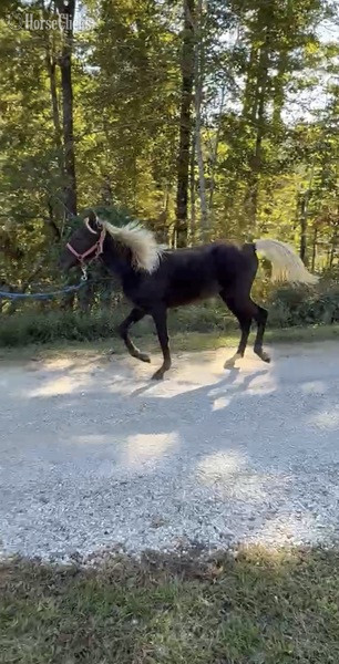 "Moore's Aware Of The Storm " Chocolate Colt Rocky Mountain Kentucky