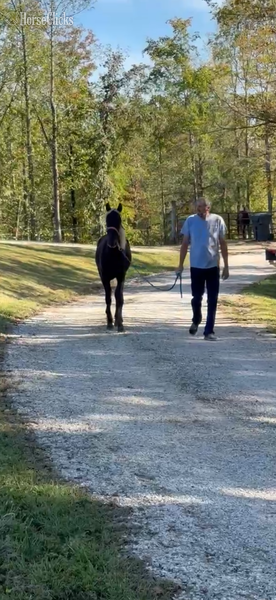 Rocky Mountain - "Moore's Aware Of The Storm " Chocolate Colt Rocky Mountain in Kentucky