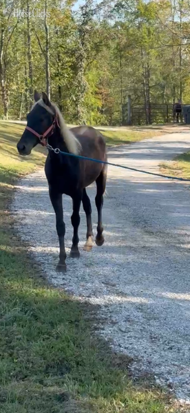Rocky Mountain - "Moore's Aware Of The Storm " Chocolate Colt Rocky Mountain
