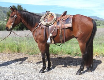 "DOXS PLAYIN SMART" Bay Gelding Quarter Horse