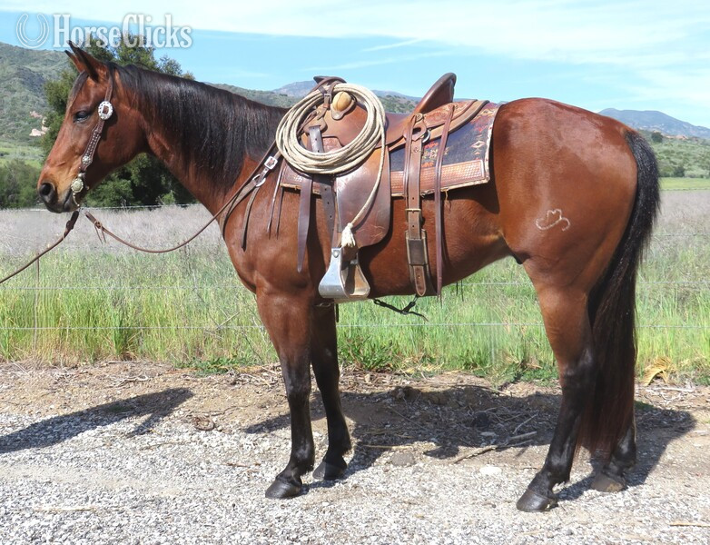 "DOXS PLAYIN SMART" Bay Gelding Quarter Horse in California