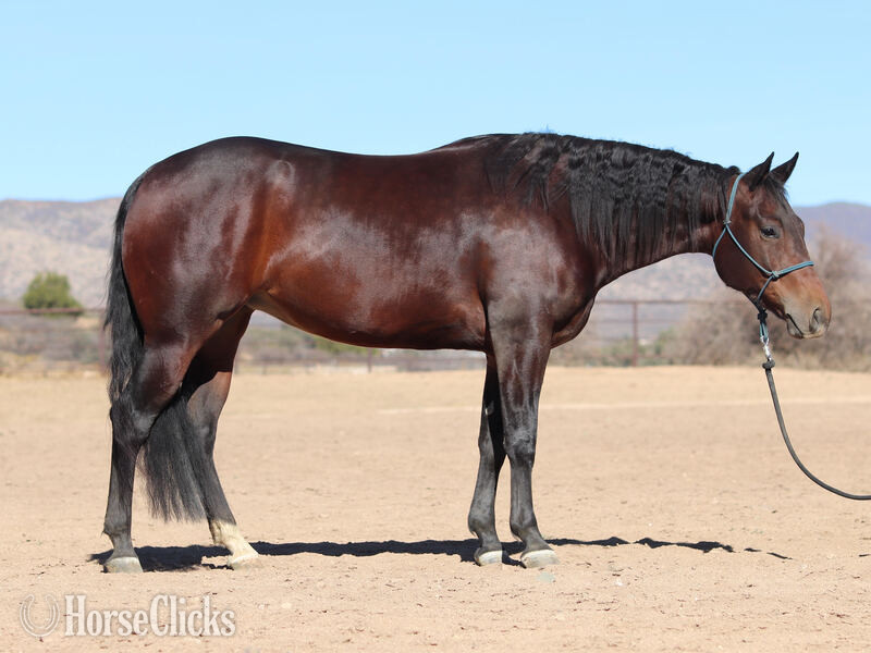 "Sonora" Bay Mare Quarter Horse in California