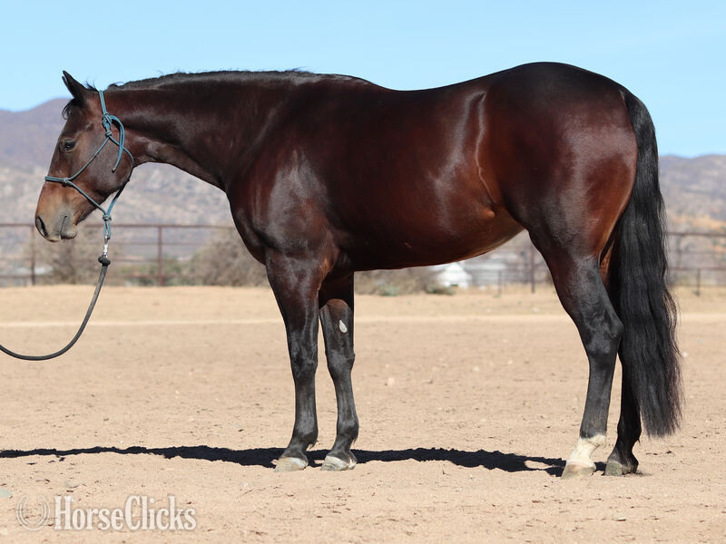 "Sonora" Bay Mare Quarter Horse