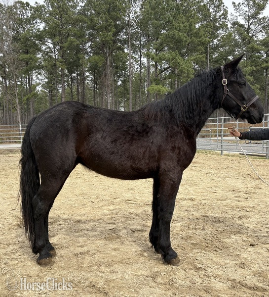 "Black" Black Gelding Draft in North Carolina