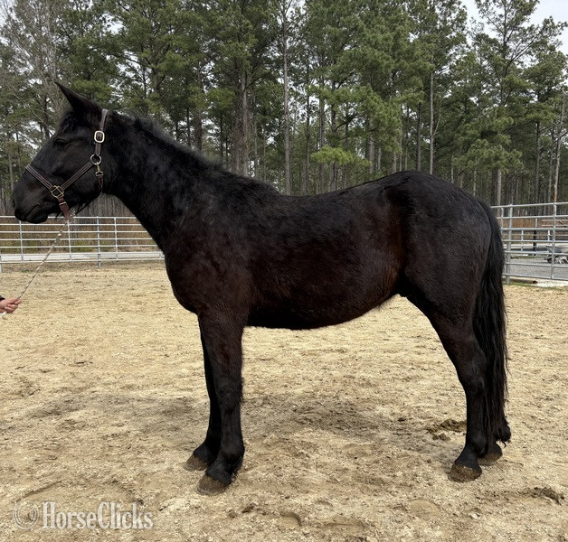 "Black" Black Gelding Draft