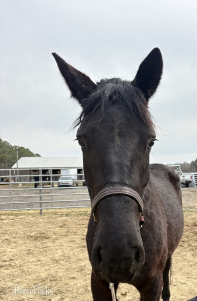 North Carolina "Black" Black Gelding Draft