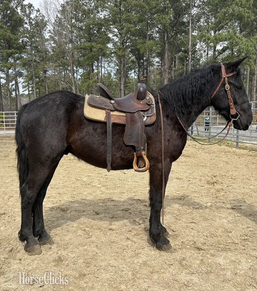 "Black" Black Gelding Draft - Draft in North Carolina