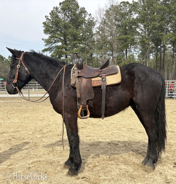 "Black" Black Gelding Draft - Draft