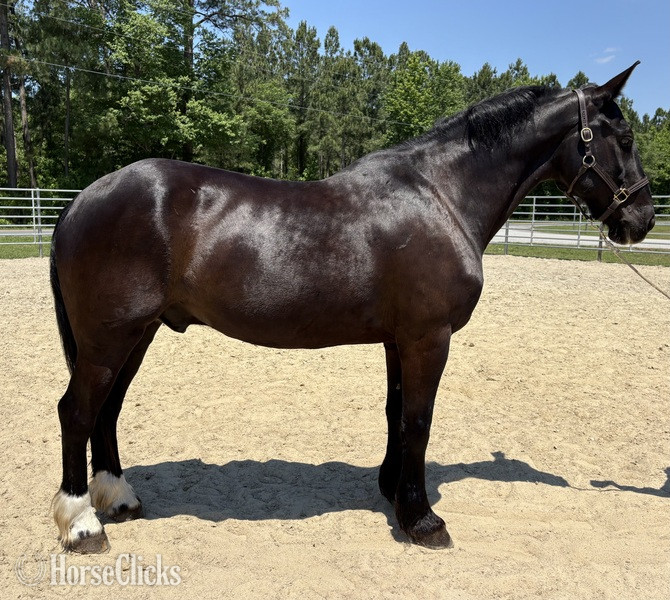 "Draft" Black Gelding Draft in North Carolina