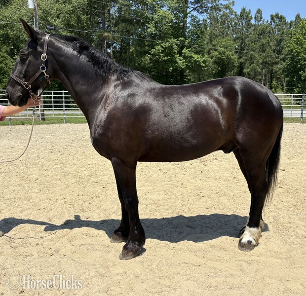 "Draft" Black Gelding Draft